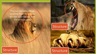 Structure
Structure
Structure
The lion can camouflage
and hide from it’s prey as
it’s skin color blends with
the environment
 