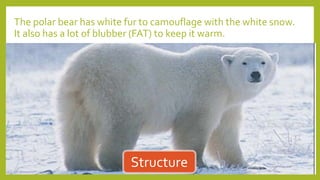 The polar bear has white fur to camouflage with the white snow.
It also has a lot of blubber (FAT) to keep it warm.
Structure
 