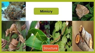 Mimicry
Structure
 