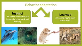 Behavior adaptation
Instinct
An animal knows how do
it, once he is born without
learning.
Learned
An animal has to learn
how to do it.
 