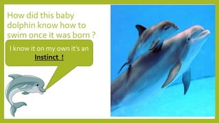 How did this baby
dolphin know how to
swim once it was born ?
I know it on my own it’s an
Instinct !
 