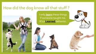 How did the dog know all that stuff ?
I only learn these things
if someone taught me.
It’s a Learned behavior.
 