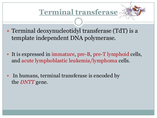 Linker Adaptor Homopolymeric Tailing Terminal Transferase