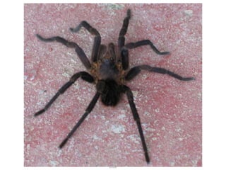 2nd International Forum on Food and Water, Ethiopia 10th to 14th of November 2008