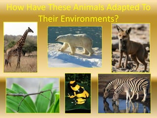 How Have These Animals Adapted To
Their Environments?
 