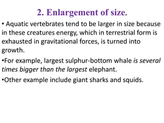 2. Enlargement of size.
• Aquatic vertebrates tend to be larger in size because
in these creatures energy, which in terrestrial form is
exhausted in gravitational forces, is turned into
growth.
•For example, largest sulphur-bottom whale is several
times bigger than the largest elephant.
•Other example include giant sharks and squids.
 