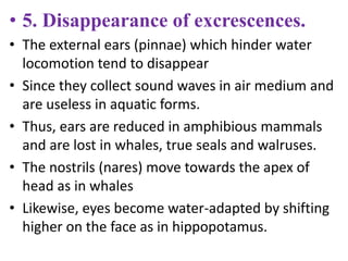 • 5. Disappearance of excrescences.
• The external ears (pinnae) which hinder water
locomotion tend to disappear
• Since they collect sound waves in air medium and
are useless in aquatic forms.
• Thus, ears are reduced in amphibious mammals
and are lost in whales, true seals and walruses.
• The nostrils (nares) move towards the apex of
head as in whales
• Likewise, eyes become water-adapted by shifting
higher on the face as in hippopotamus.
 
