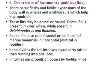 • 6. Occurrence of locomotory paddles (fins).
• There occur fleshy and finlike expansions of the
body wall in whales and ichthyosaurs which help
in propulsion.
• These fins may be dorsal or caudal. Dorsal fin is
present in killer whale, while absent in
Delphinopterus and Balaena.
• Caudal fin (also called caudal or tail fluke) of
marine mammals in horizontal (vertical in
reptiles)
• bone divides the tail into two equal parts rather
than running into one lobe.
• In turtles oar propulsion occurs by fin-like limbs
 