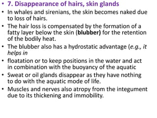 • 7. Disappearance of hairs, skin glands
• In whales and sirenians, the skin becomes naked due
to loss of hairs.
• The hair loss is compensated by the formation of a
fatty layer below the skin (blubber) for the retention
of the bodily heat.
• The blubber also has a hydrostatic advantage (e.g., it
helps in
• floatation or to keep positions in the water and act
in combination with the buoyancy of the aquatic
• Sweat or oil glands disappear as they have nothing
to do with the aquatic mode of life.
• Muscles and nerves also atropy from the integument
due to its thickening and immobility.
 