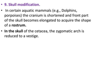 • 9. Skull modification.
• In certain aquatic mammals (e.g., Dolphins,
porpoises) the cranium is shortened and front part
of the skull becomes elongated to acquire the shape
of a rostrum.
• In the skull of the cetacea, the zygomatic arch is
reduced to a vestige.
 