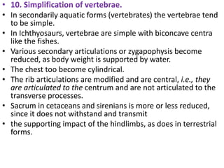 • 10. Simplification of vertebrae.
• In secondarily aquatic forms (vertebrates) the vertebrae tend
to be simple.
• In Ichthyosaurs, vertebrae are simple with biconcave centra
like the fishes.
• Various secondary articulations or zygapophysis become
reduced, as body weight is supported by water.
• The chest too become cylindrical.
• The rib articulations are modified and are central, i.e., they
are articulated to the centrum and are not articulated to the
transverse processes.
• Sacrum in cetaceans and sirenians is more or less reduced,
since it does not withstand and transmit
• the supporting impact of the hindlimbs, as does in terrestrial
forms.
 
