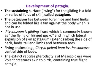 Development of patagia.
• The sustaining surface ("wing") for the gliding is a fold
or series of folds of skin, called patagium.
• The patagium lies between forelimbs and hind limbs
and can be folded like a fan against the body when is
not in use.
• Ptychozoon is gliding lizard which is commonly known
as "the flying or fringed gecko" and in which lateral
expansion of skin (patagium) extends along the side of
neck, body, tail and limbs and between toes.
• Flying snakes (e.g., Chryso pelea) leap by the concave
ventral side of body.
• The extinct reptiles pterodactyls of Mesozoic era were
Volant creatures akin to birds, containing true flight
patagia.
 