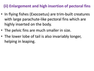 (ii) Enlargement and high insertion of pectoral fins
• In flying fishes (Exocoetus) are trim-built creatures
with large parachute-like pectoral fins which are
highly inserted on the body.
• The pelvic fins are much smaller in size.
• The lower lobe of tail is also invariably longer,
helping in leaping.
 