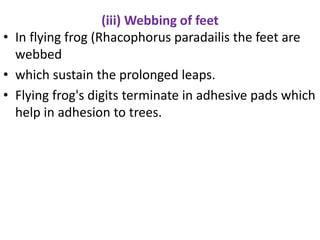 (iii) Webbing of feet
• In flying frog (Rhacophorus paradailis the feet are
webbed
• which sustain the prolonged leaps.
• Flying frog's digits terminate in adhesive pads which
help in adhesion to trees.
 