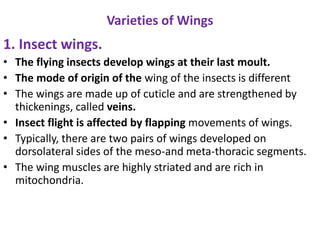 Varieties of Wings
1. Insect wings.
• The flying insects develop wings at their last moult.
• The mode of origin of the wing of the insects is different
• The wings are made up of cuticle and are strengthened by
thickenings, called veins.
• Insect flight is affected by flapping movements of wings.
• Typically, there are two pairs of wings developed on
dorsolateral sides of the meso-and meta-thoracic segments.
• The wing muscles are highly striated and are rich in
mitochondria.
 