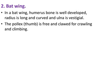 2. Bat wing.
• In a bat wing, humerus bone is well developed,
radius is long and curved and ulna is vestigial.
• The pollex (thumb) is free and clawed for crawling
and climbing.
 