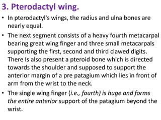 3. Pterodactyl wing.
• In pterodactyl's wings, the radius and ulna bones are
nearly equal.
• The next segment consists of a heavy fourth metacarpal
bearing great wing finger and three small metacarpals
supporting the first, second and third clawed digits.
There Is also present a pteroid bone which is directed
towards the shoulder and supposed to support the
anterior margin of a pre patagium which lies in front of
arm from the wrist to the neck.
• The single wing finger (i.e., fourth) is huge and forms
the entire anterior support of the patagium beyond the
wrist.
 