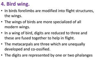 4. Bird wing.
• In birds forelimbs are modified into flight structures,
the wings.
• The wings of birds are more specialized of all
modern wings.
• In a wing of bird, digits are reduced to three and
these are fused together to help in flight.
• The metacarpals are three which are unequally
developed and co-ossified.
• The digits are represented by one or two phalanges
 