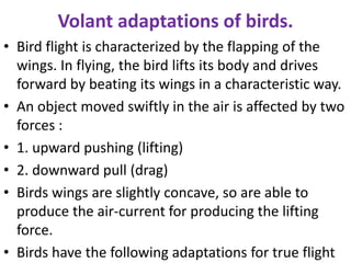 Volant adaptations of birds.
• Bird flight is characterized by the flapping of the
wings. In flying, the bird lifts its body and drives
forward by beating its wings in a characteristic way.
• An object moved swiftly in the air is affected by two
forces :
• 1. upward pushing (lifting)
• 2. downward pull (drag)
• Birds wings are slightly concave, so are able to
produce the air-current for producing the lifting
force.
• Birds have the following adaptations for true flight
 