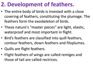 2. Development of feathers.
• The entire body of birds is invested with a close
covering of feathers, constituting the plumage. The
feathers form the exoskeleton of birds.
• These nature's "master pieces“ are light, elastic,
waterproof and most important in flight.
• Bird’s feathers are classified into quill feathers,
contour feathers, down feathers and filoplumes.
• Quills are flight feathers.
• Flight feathers of wings are called remiges and
those of tail are called rectrices.
 