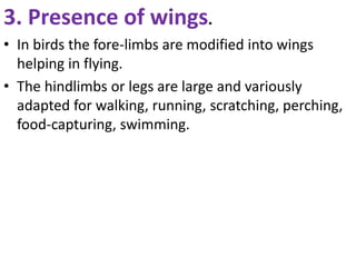 3. Presence of wings.
• In birds the fore-limbs are modified into wings
helping in flying.
• The hindlimbs or legs are large and variously
adapted for walking, running, scratching, perching,
food-capturing, swimming.
 