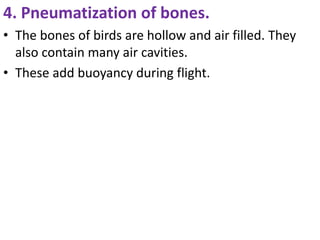 4. Pneumatization of bones.
• The bones of birds are hollow and air filled. They
also contain many air cavities.
• These add buoyancy during flight.
 