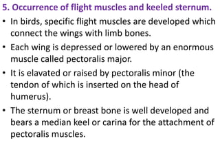 5. Occurrence of flight muscles and keeled sternum.
• In birds, specific flight muscles are developed which
connect the wings with limb bones.
• Each wing is depressed or lowered by an enormous
muscle called pectoralis major.
• It is elavated or raised by pectoralis minor (the
tendon of which is inserted on the head of
humerus).
• The sternum or breast bone is well developed and
bears a median keel or carina for the attachment of
pectoralis muscles.
 