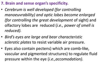 7. Brain and sense organ’s specificity.
• Cerebrum is well developed (for controlling
manoeuvrability) and optic lobes become enlarged
(for controlling the great development of sight) and
olfactory lobes are reduced (i.e., power of smell is
reduced).
• Bird’s eyes are large and bear characteristic
sclerotic plates to resist variable air pressure.
• Eyes also contain pectens) which are comb-like,
vascular and pigmented structures) to regulate fluid
pressure within the eye (i.e.,accomodation).
 