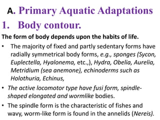 A. Primary Aquatic Adaptations
1. Body contour.
The form of body depends upon the habits of life.
• The majority of fixed and partly sedentary forms have
radially symmetrical body forms, e.g., sponges (Sycon,
Euplectella, Hyalonema, etc.,), Hydra, Obelia, Aurelia,
Metridium (sea anemone), echinoderms such as
Holothuria, Echinus,
• The active locomotor type have fusi form, spindle-
shaped elongated and wormlike bodies.
• The spindle form is the characteristic of fishes and
wavy, worm-like form is found in the annelids (Nereis).
 
