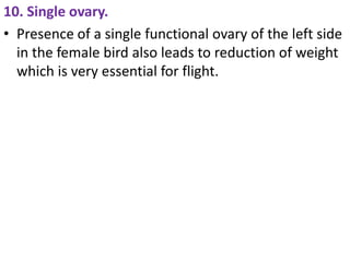 10. Single ovary.
• Presence of a single functional ovary of the left side
in the female bird also leads to reduction of weight
which is very essential for flight.
 