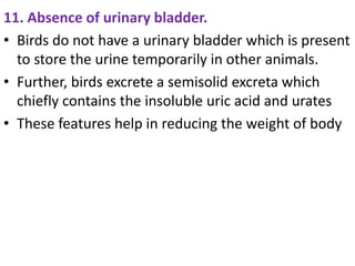 11. Absence of urinary bladder.
• Birds do not have a urinary bladder which is present
to store the urine temporarily in other animals.
• Further, birds excrete a semisolid excreta which
chiefly contains the insoluble uric acid and urates
• These features help in reducing the weight of body
 