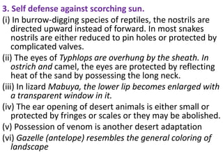 3. Self defense against scorching sun.
(i) In burrow-digging species of reptiles, the nostrils are
directed upward instead of forward. In most snakes
nostrils are either reduced to pin holes or protected by
complicated valves.
(ii) The eyes of Typhlops are overhung by the sheath. In
ostrich and camel, the eyes are protected by reflecting
heat of the sand by possessing the long neck.
(iii) In lizard Mabuya, the lower lip becomes enlarged with
a transparent window in it.
(iv) The ear opening of desert animals is either small or
protected by fringes or scales or they may be abolished.
(v) Possession of venom is another desert adaptation
(vi) Gazelle (antelope) resembles the general coloring of
landscape
 