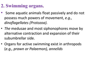 2. Swimming organs.
• Some aquatic animals float passively and do not
possess much powers of movement, e.g.,
dinoflagellates (Protozoa).
• The medusae and most siphonophores move by
alternative contraction and expansion of their
subumbrellar side.
• Organs for active swimming exist in arthropods
(e.g., prawn or Palaemon), annelids
 