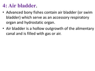 4: Air bladder.
• Advanced bony fishes contain air bladder (or swim
bladder) which serve as an accessory respiratory
organ and hydrostatic organ.
• Air bladder is a hollow outgrowth of the alimentary
canal and is filled with gas or air.
 