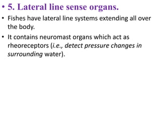 • 5. Lateral line sense organs.
• Fishes have lateral line systems extending all over
the body.
• It contains neuromast organs which act as
rheoreceptors (i.e., detect pressure changes in
surrounding water).
 