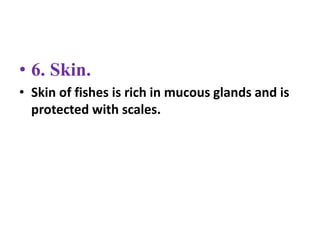 • 6. Skin.
• Skin of fishes is rich in mucous glands and is
protected with scales.
 
