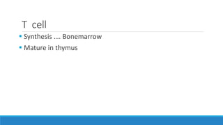 T cell
 Synthesis …. Bonemarrow
 Mature in thymus
 