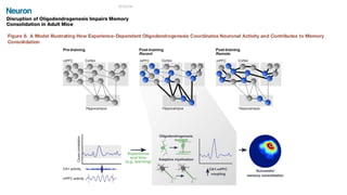 Impact of myelin plasticity on learning and memory | PDF