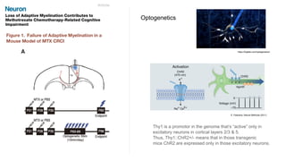 Impact of myelin plasticity on learning and memory | PDF