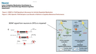 Impact of myelin plasticity on learning and memory | PDF