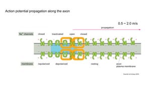 Impact of myelin plasticity on learning and memory | PDF
