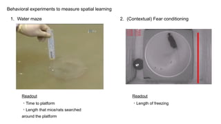 Impact of myelin plasticity on learning and memory | PDF