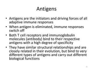 Antigens
• Antigens are the initiators and driving forces of all
adaptive immune responses
• When antigen is eliminated, immune responses
switch off
• Both T cell receptors and immunoglobulin
molecules (antibody) bind to their respective
antigens with a high degree of specificity
• They have similar structural relationships and are
closely related in their evolution, but bind to very
different types of antigens and carry out different
biological functions
25
 