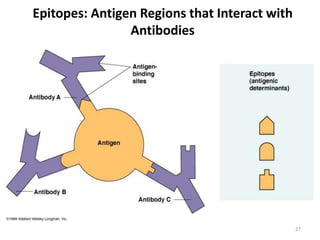 Epitopes: Antigen Regions that Interact with
Antibodies
27
 