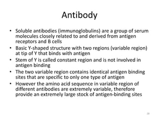 Antibody
• Soluble antibodies (immunoglobulins) are a group of serum
molecules closely related to and derived from antigen
receptors and B cells
• Basic Y-shaped structure with two regions (variable region)
at tip of Y that binds with antigen
• Stem of Y is called constant region and is not involved in
antigen binding
• The two variable region contains identical antigen binding
sites that are specific to only one type of antigen
• However the amino acid sequence in variable region of
different antibodies are extremely variable, therefore
provide an extremely large stock of antigen-binding sites
28
 