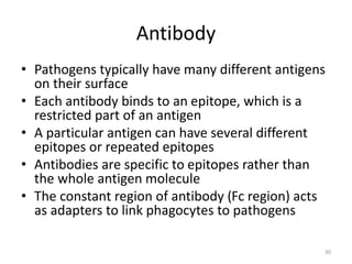 Antibody
• Pathogens typically have many different antigens
on their surface
• Each antibody binds to an epitope, which is a
restricted part of an antigen
• A particular antigen can have several different
epitopes or repeated epitopes
• Antibodies are specific to epitopes rather than
the whole antigen molecule
• The constant region of antibody (Fc region) acts
as adapters to link phagocytes to pathogens
30
 