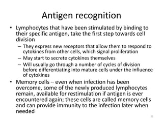 Antigen recognition
• Lymphocytes that have been stimulated by binding to
their specific antigen, take the first step towards cell
division
– They express new receptors that allow them to respond to
cytokines from other cells, which signal proliferation
– May start to secrete cytokines themselves
– Will usually go through a number of cycles of division
before differentiating into mature cells under the influence
of cytokines
• Memory cells – even when infection has been
overcome, some of the newly produced lymphocytes
remain, available for restimulation if antigen is ever
encountered again; these cells are called memory cells
and can provide immunity to the infection later when
needed
35
 
