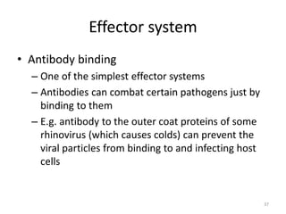 Effector system
• Antibody binding
– One of the simplest effector systems
– Antibodies can combat certain pathogens just by
binding to them
– E.g. antibody to the outer coat proteins of some
rhinovirus (which causes colds) can prevent the
viral particles from binding to and infecting host
cells
37
 