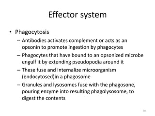 Effector system
• Phagocytosis
– Antibodies activates complement or acts as an
opsonin to promote ingestion by phagocytes
– Phagocytes that have bound to an opsonized microbe
engulf it by extending pseudopodia around it
– These fuse and internalize microorganism
(endocytosed)in a phagosome
– Granules and lysosomes fuse with the phagosone,
pouring enzyme into resulting phagolysosome, to
digest the contents
38
 