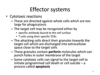 Effector systems
• Cytotoxic reactions
– These are directed against whole cells which are too
large for phagocytosis
– The target cell may be recognized either by
• specific antibody bound to the cell surface
• T cells using their specific TCRs
– The attacking cells direct their granules towards the
target cell which are discharged into extracellular
space close to the target cells
– These granules contain perforin molecules which can
punch holes in outer membrane of the target
– Some cytotoxic cells can signal to the target cell to
initiate programmed cell death or cell suicide – a
process called apoptosis
40
 
